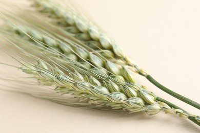 Photo of Many green wheat spikes on beige background, closeup