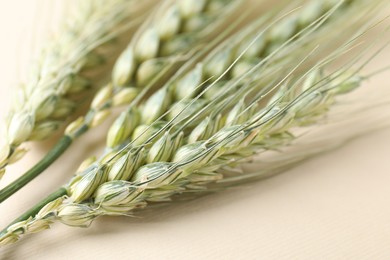 Photo of Many green wheat spikes on beige background, closeup