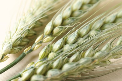 Photo of Many green wheat spikes on beige background, closeup