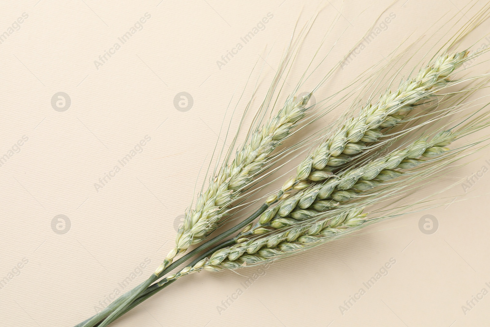 Photo of Many green wheat spikes on beige background, top view. Space for text