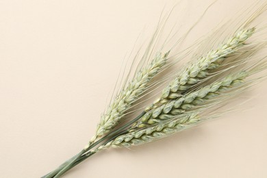 Photo of Many green wheat spikes on beige background, top view. Space for text