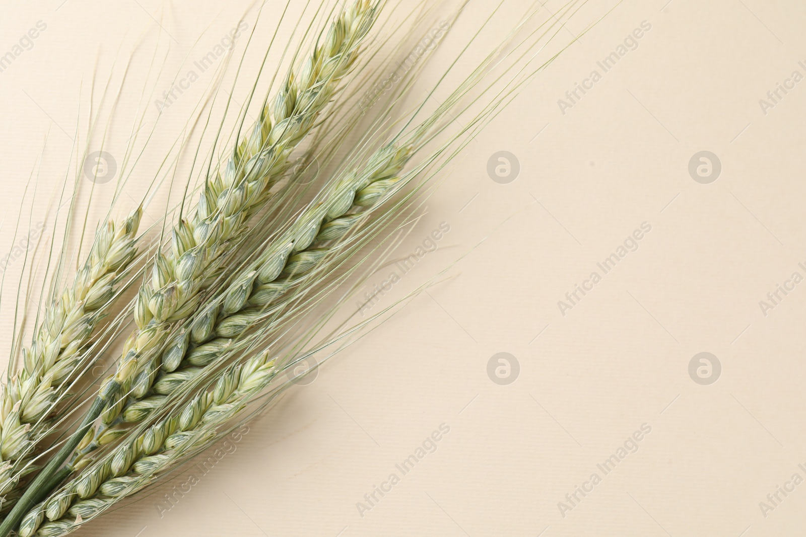 Photo of Many green wheat spikes on beige background, top view. Space for text