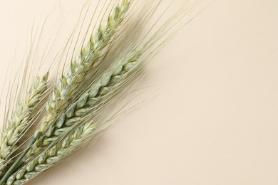 Photo of Many green wheat spikes on beige background, top view. Space for text