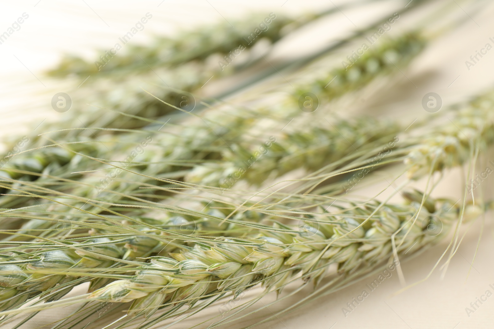 Photo of Many green wheat spikes on beige background, closeup