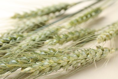 Photo of Many green wheat spikes on beige background, closeup
