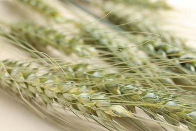 Photo of Many green wheat spikes on beige background, closeup