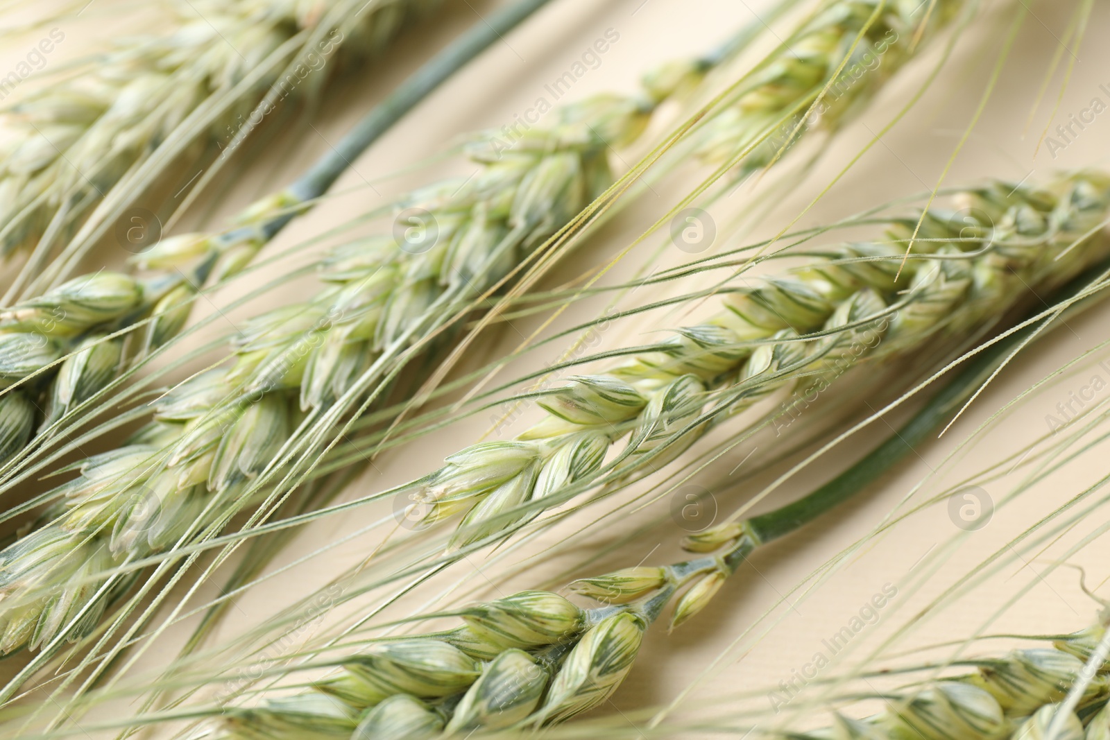 Photo of Many green wheat spikes on beige background, closeup