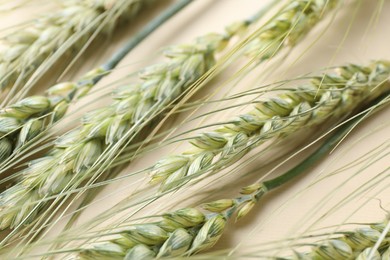 Photo of Many green wheat spikes on beige background, closeup