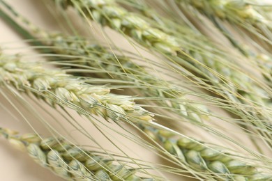 Photo of Many green wheat spikes on beige background, closeup