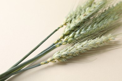 Photo of Many green wheat spikes on beige background, closeup