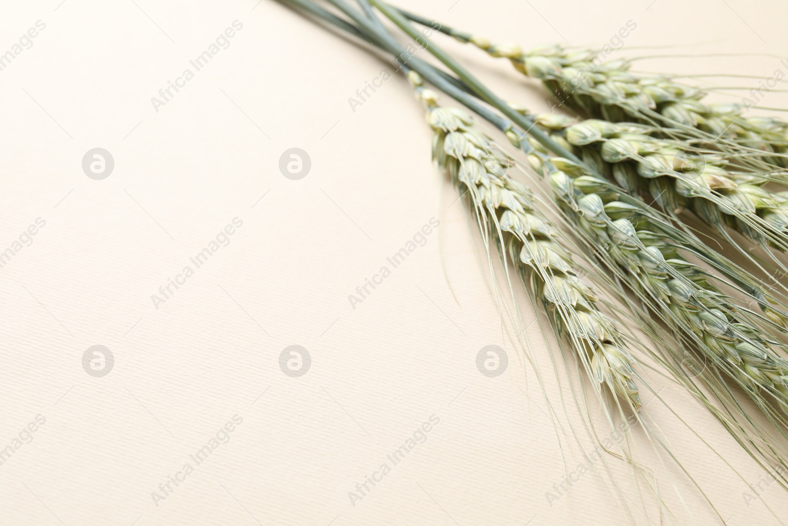 Photo of Many green wheat spikes on beige background, closeup. Space for text
