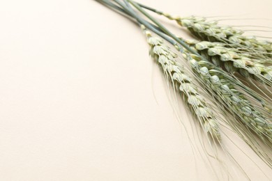 Photo of Many green wheat spikes on beige background, closeup. Space for text