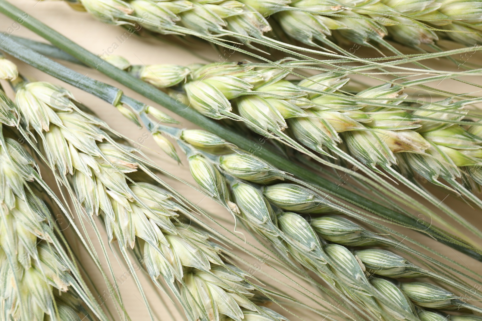 Photo of Many green wheat spikes on beige background, closeup