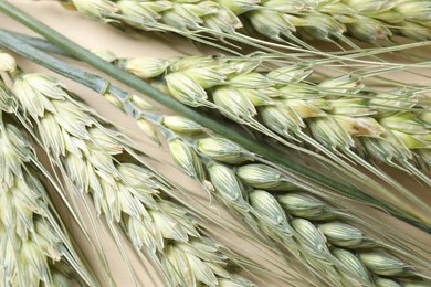 Photo of Many green wheat spikes on beige background, closeup