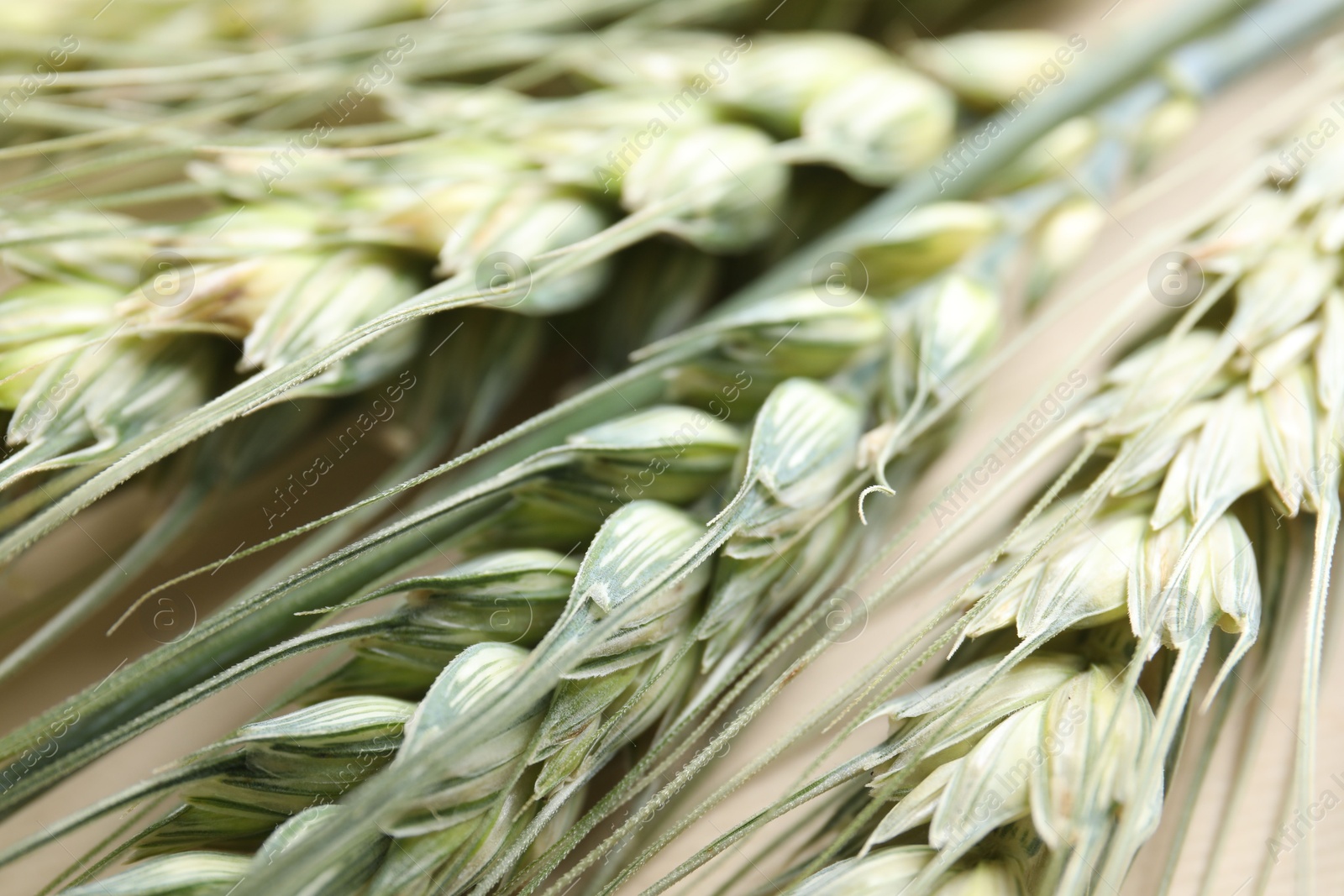 Photo of Many green wheat spikes on beige background, closeup