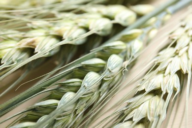 Photo of Many green wheat spikes on beige background, closeup