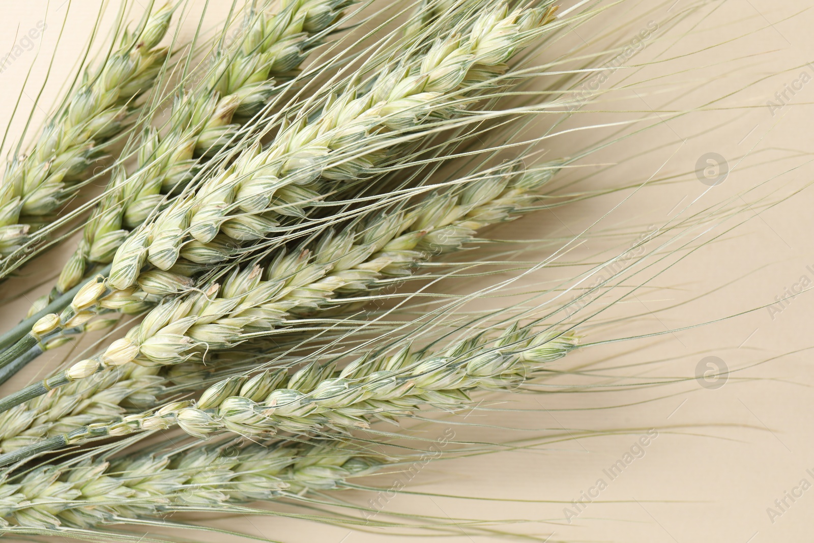 Photo of Many green wheat spikes on beige background, closeup
