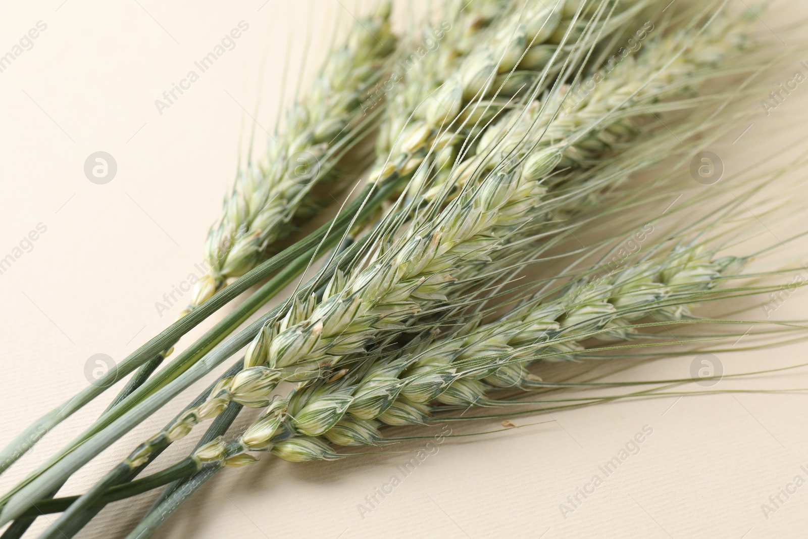 Photo of Many green wheat spikes on beige background, closeup