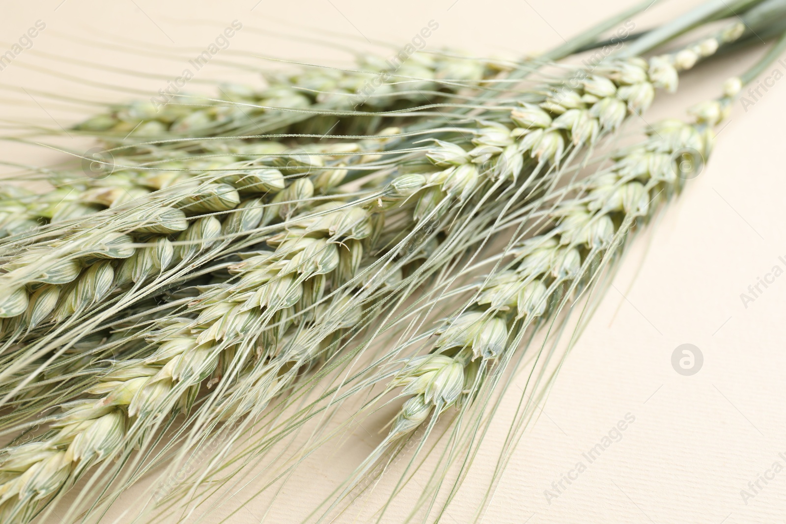 Photo of Many green wheat spikes on beige background, closeup