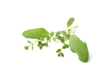 Photo of Different fresh green herbs isolated on white