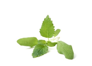 Photo of Different fresh green herbs isolated on white