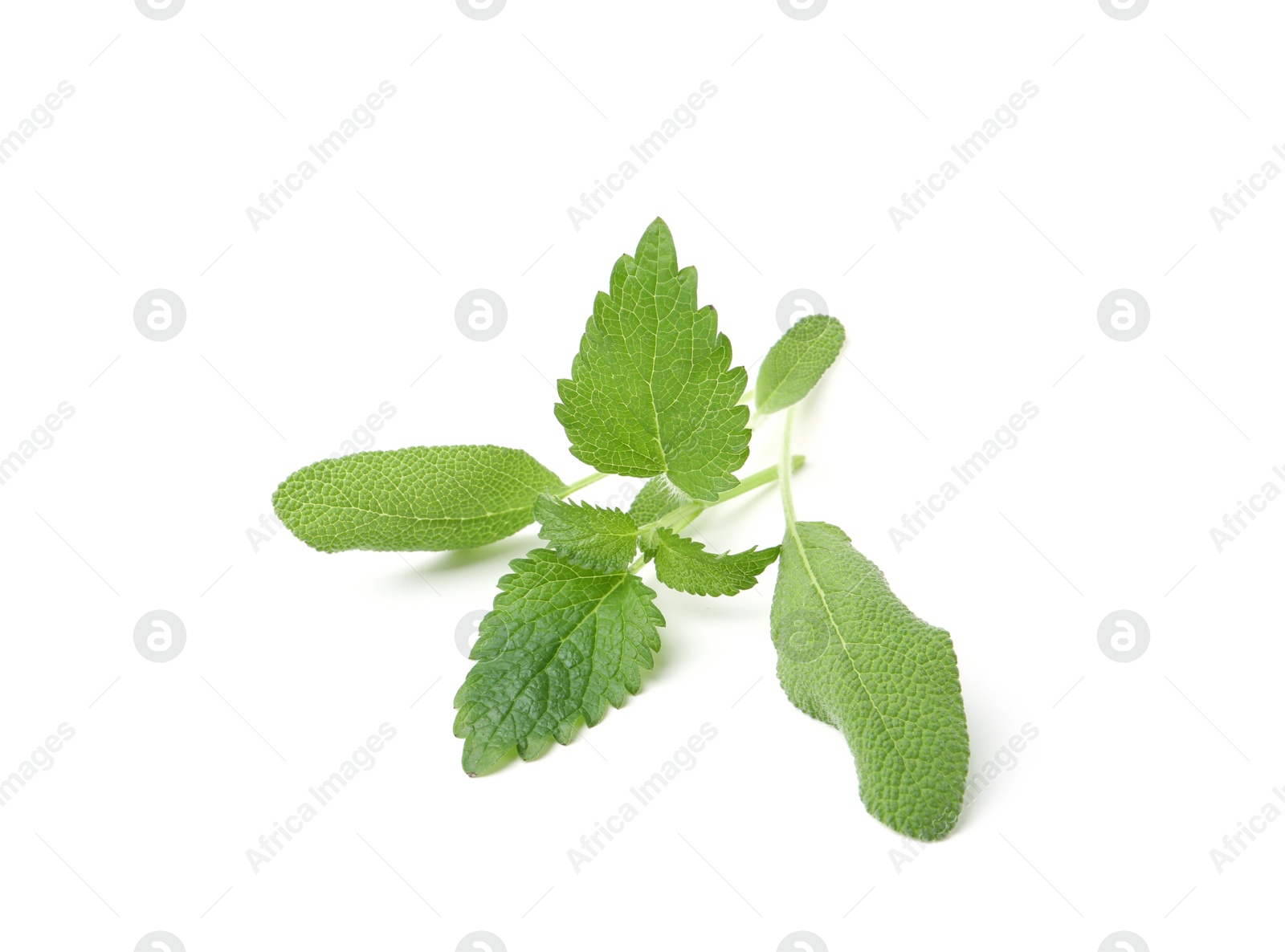 Different fresh green herbs isolated on white Photo of Different fresh green herbs isolated on white