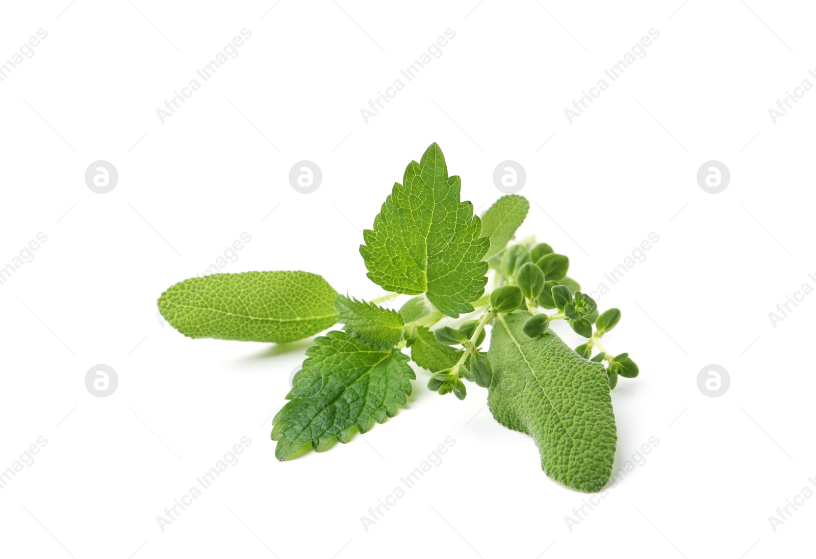 Different fresh green herbs isolated on white Photo of Different fresh green herbs isolated on white