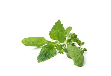 Photo of Different fresh green herbs isolated on white