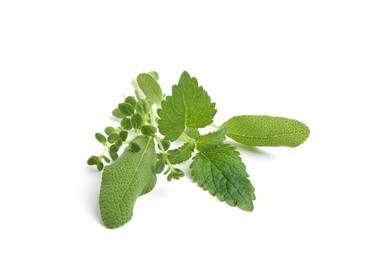 Photo of Different fresh green herbs isolated on white