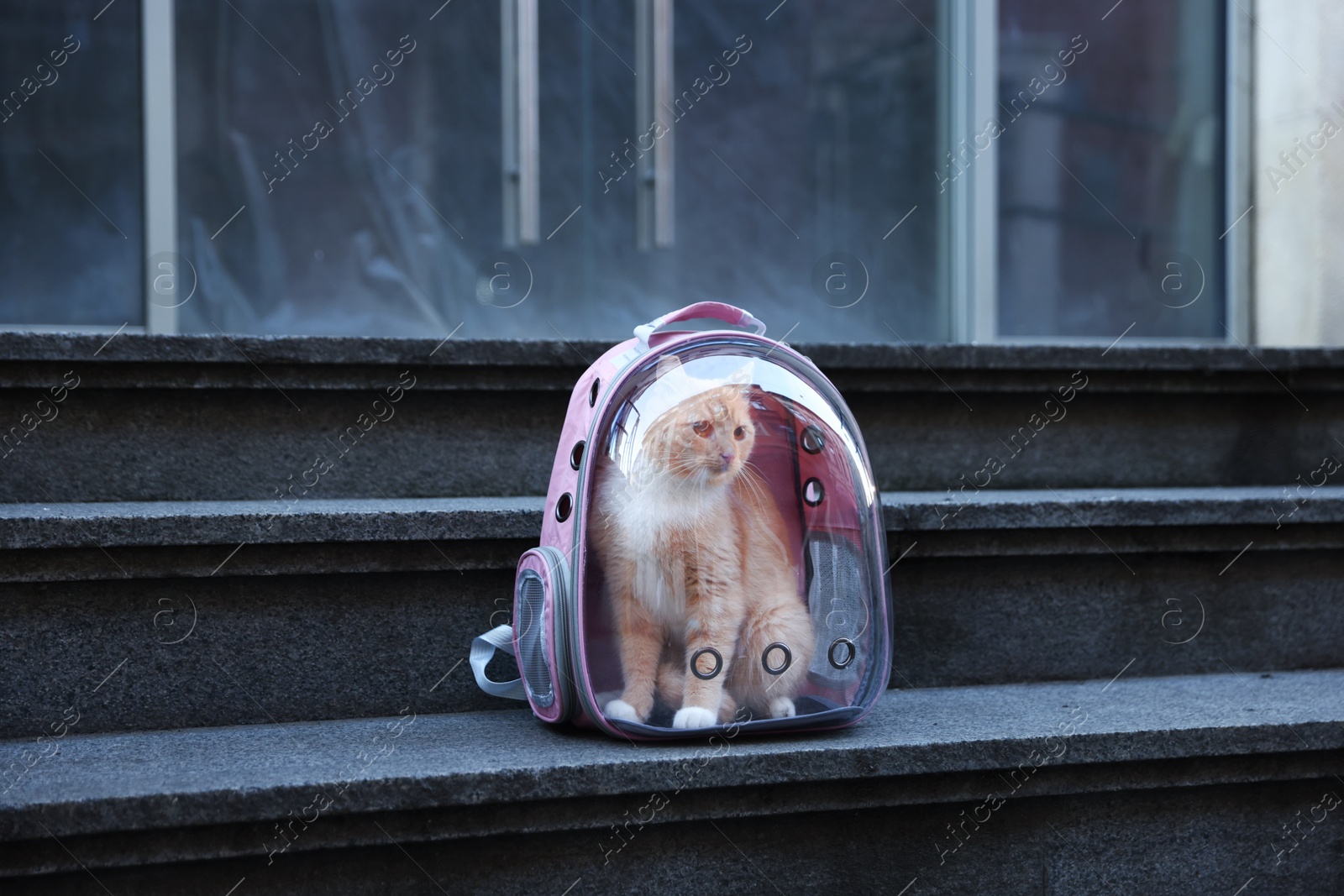 Photo of Cute cat in backpack carrier on stairs outdoors