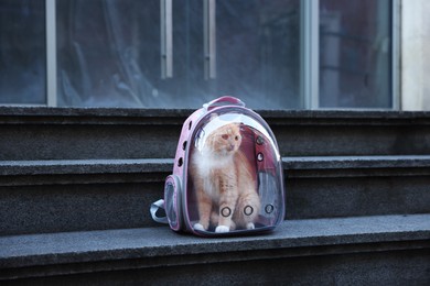 Photo of Cute cat in backpack carrier on stairs outdoors