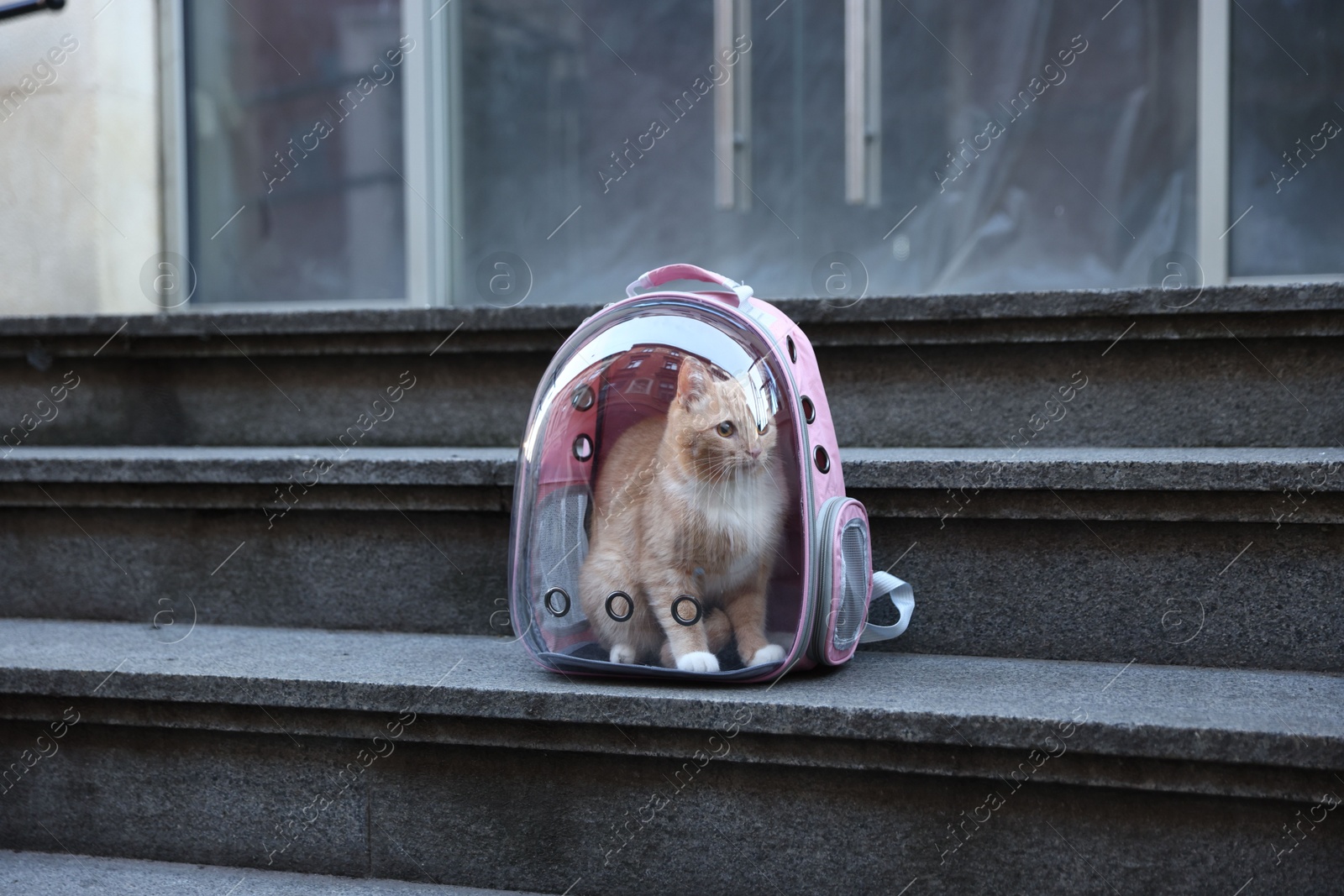 Photo of Cute cat in backpack carrier on stairs outdoors