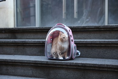 Photo of Cute cat in backpack carrier on stairs outdoors