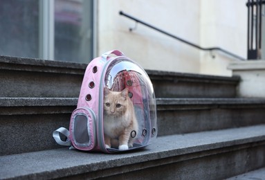 Photo of Cute cat in backpack carrier on stairs outdoors