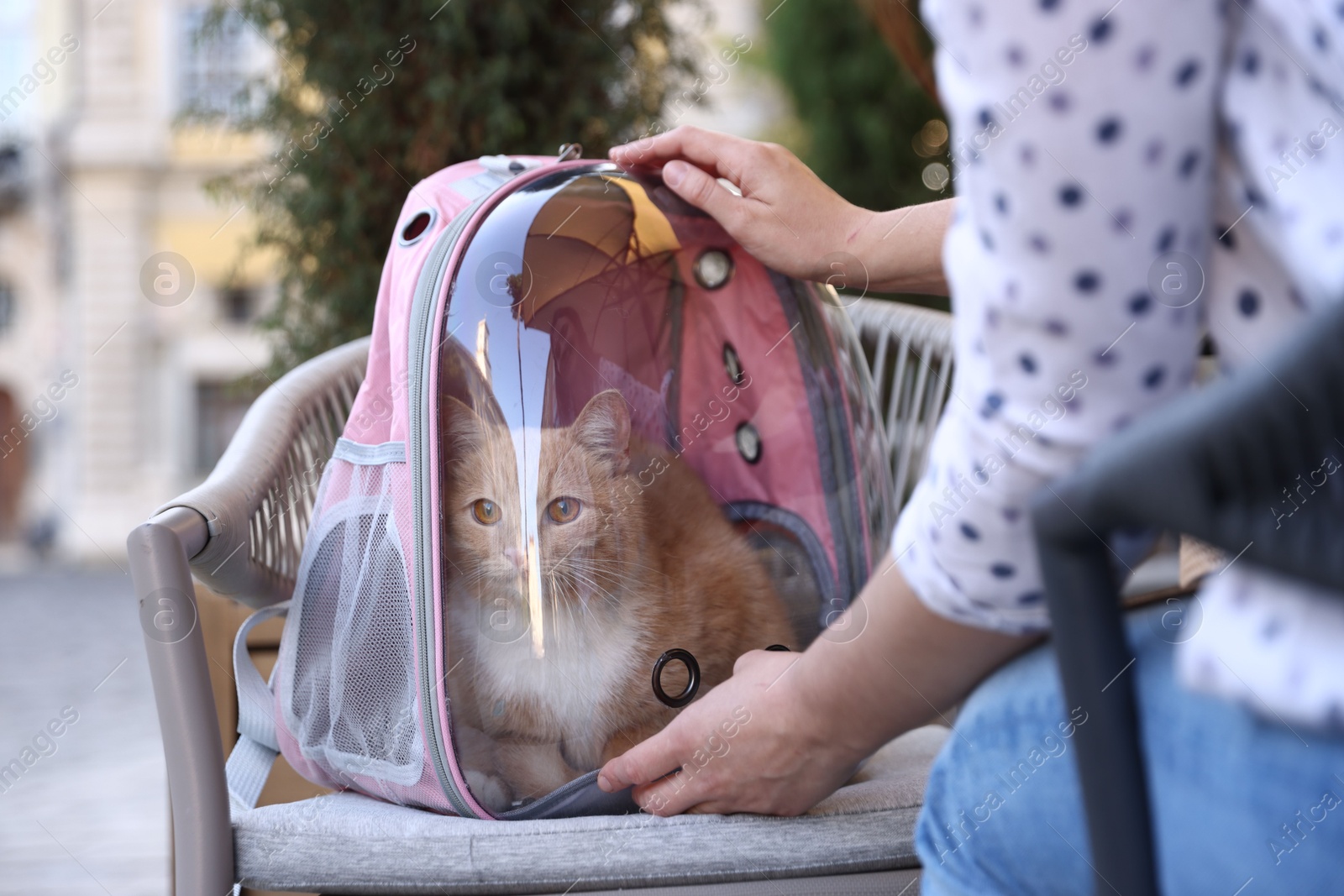 Photo of Woman with her cute cat in backpack carrier at cafe outdoors, closeup
