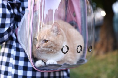 Photo of Woman with her cute cat in backpack carrier at park, closeup