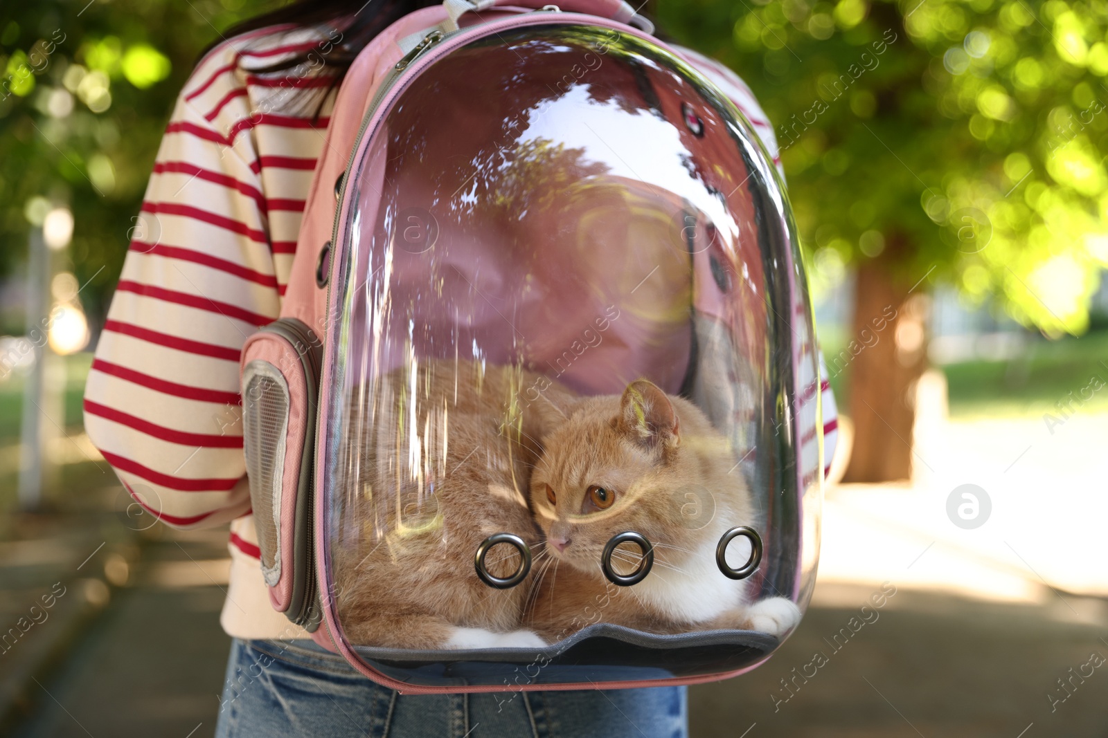 Photo of Woman with her cute cat in backpack carrier at park, closeup