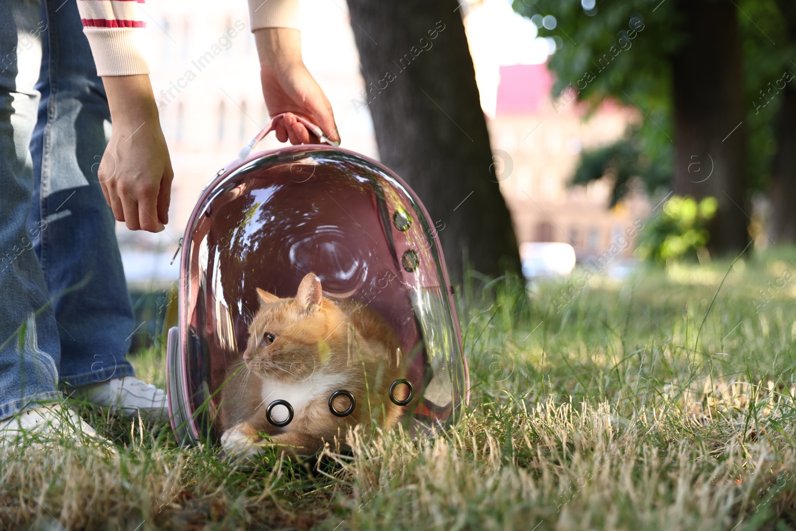 Photo of Woman with her cute cat in backpack carrier at park, closeup. Space for text
