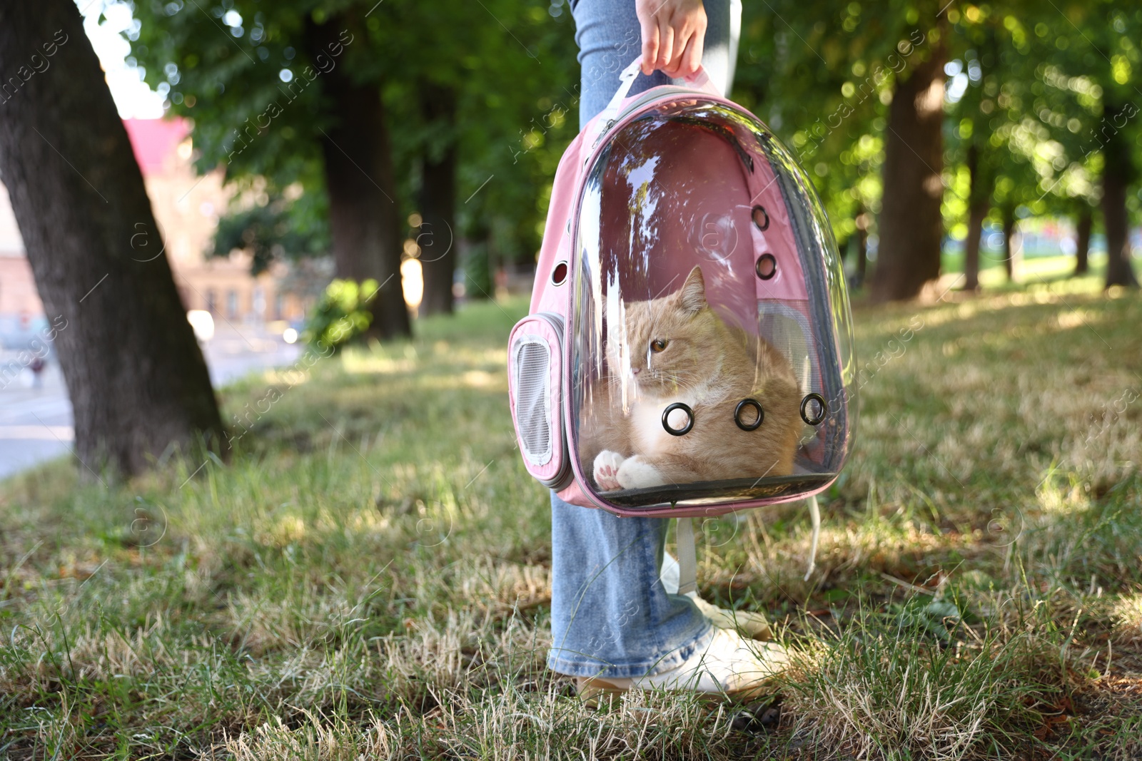Woman with her cute cat in backpack carrier at park, closeup. Space for text Photo of Woman with her cute cat in backpack carrier at park, closeup. Space for text