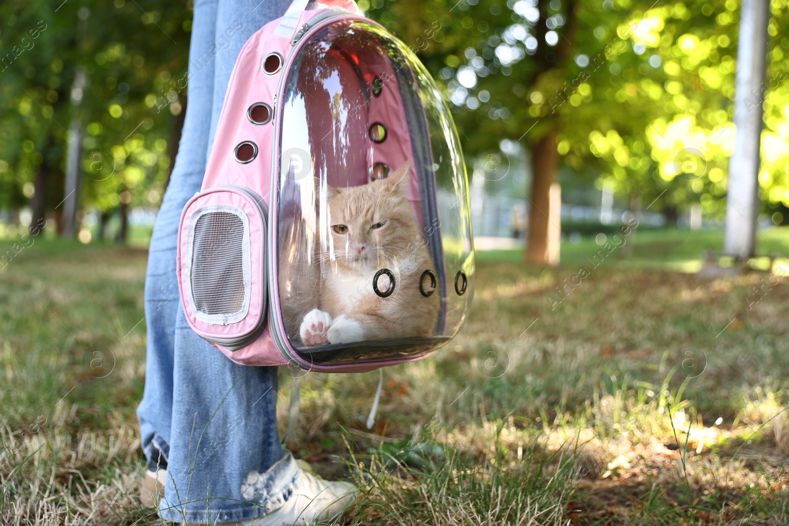 Woman with her cute cat in backpack carrier at park, closeup Photo of Woman with her cute cat in backpack carrier at park, closeup