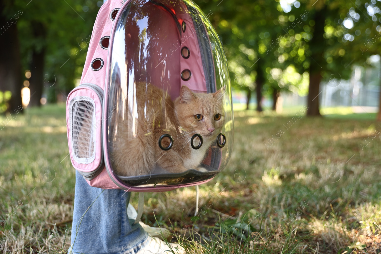Photo of Woman with her cute cat in backpack carrier at park, closeup