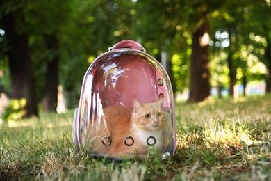 Photo of Cute cat in backpack carrier at park