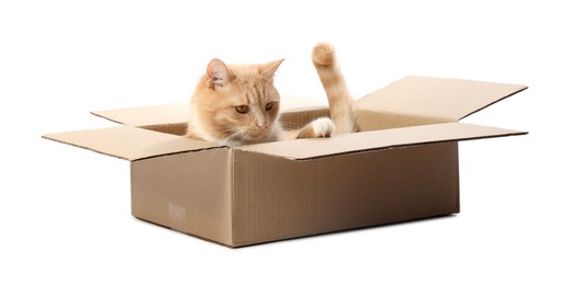Photo of Cute orange cat in cardboard box on white background