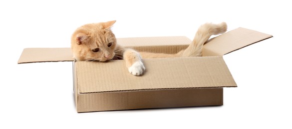 Photo of Cute orange cat in cardboard box on white background