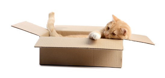 Photo of Cute orange cat in cardboard box on white background