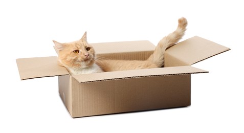 Photo of Cute orange cat in cardboard box on white background
