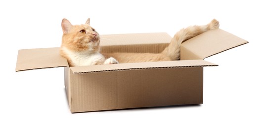 Photo of Cute orange cat in cardboard box on white background