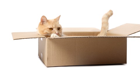 Photo of Cute orange cat in cardboard box on white background
