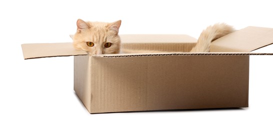Photo of Cute orange cat in cardboard box on white background