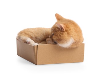 Photo of Cute orange cat in cardboard box on white background